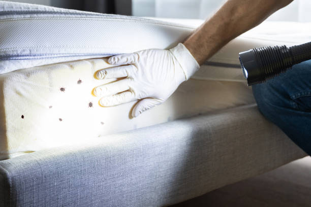 Best Pest Prevention Services  in India Hook, SC