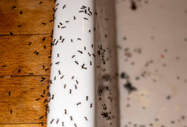 Flea Control Services in India Hook, SC
